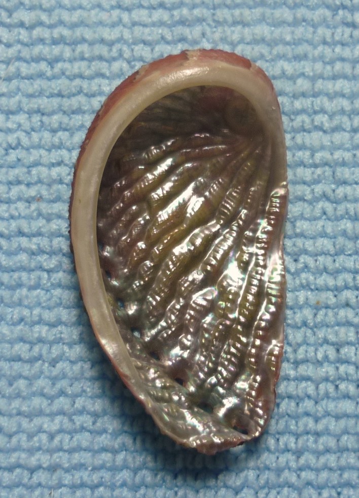 Haliotis tuberculata lamellosa
